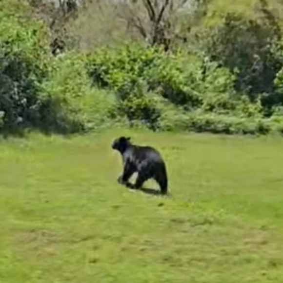 Join My Live Posh Show! Budget to Luxury Brands New & Preloved goods - Picture 12 of 13